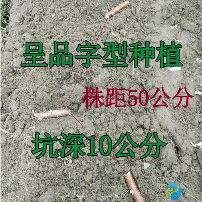广西土特产面包木薯种茎甜木薯种子树薯种苗当年种可出