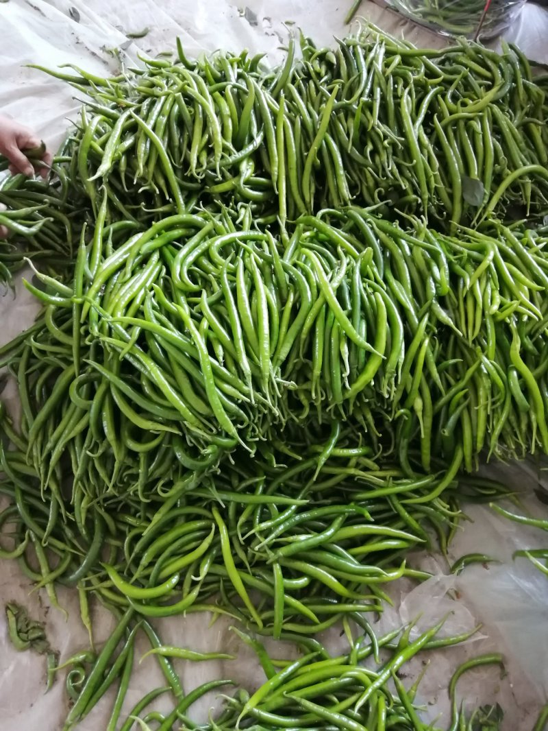 精品直销超市，欢迎预订诚信代收质优价廉！！！