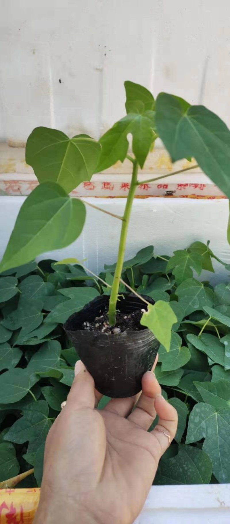 红心，黄金，青皮红肉，红菱木瓜苗，营养杯苗，当年种植当年