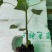 红心，黄金，青皮红肉，红菱木瓜苗，营养杯苗，当年种植当年