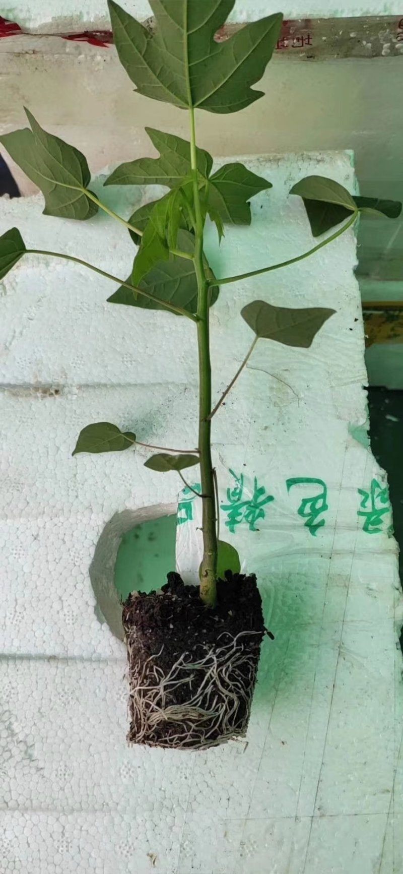 红心，黄金，青皮红肉，红菱木瓜苗，营养杯苗，当年种植当年