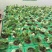 白洋淀水生植物荷花.芦苇.睡莲.香蒲.黄菖蒲等水生植物！