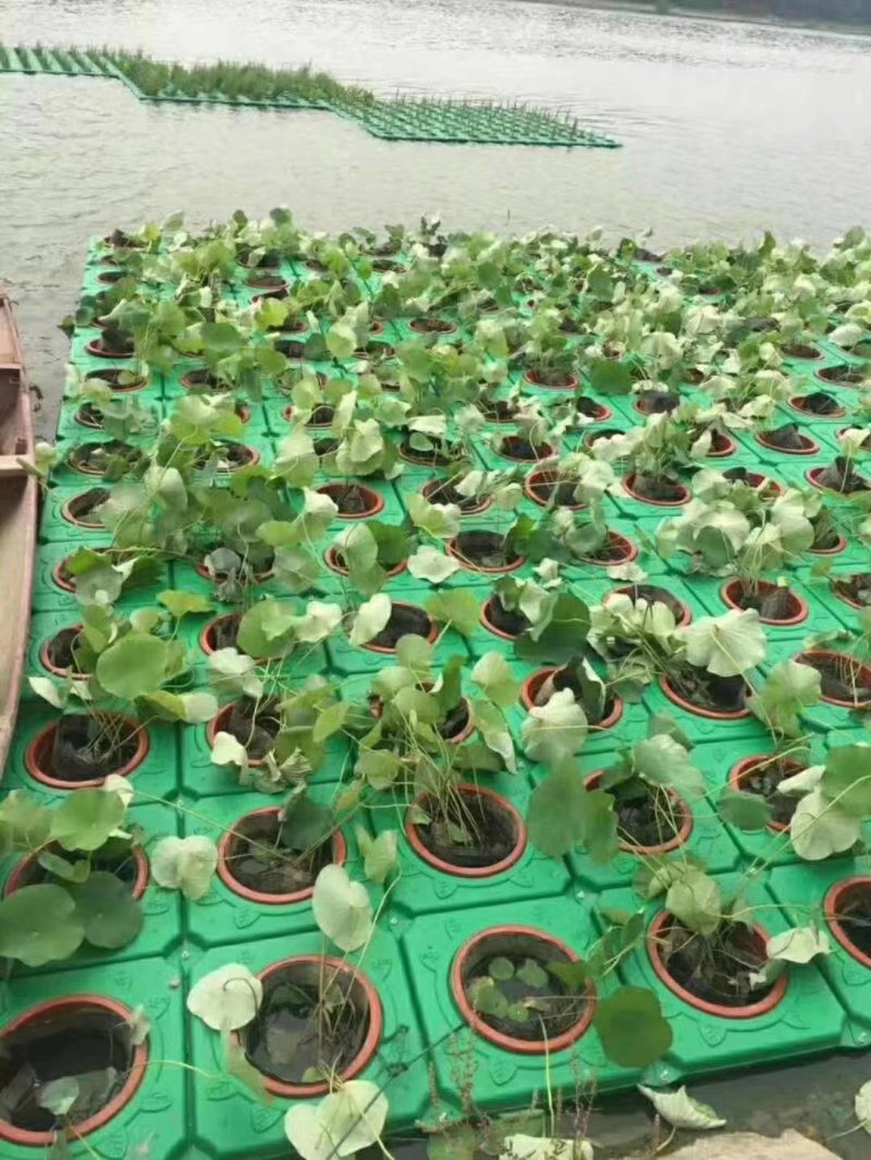 白洋淀水生植物荷花.芦苇.睡莲.香蒲.黄菖蒲等水生植物！