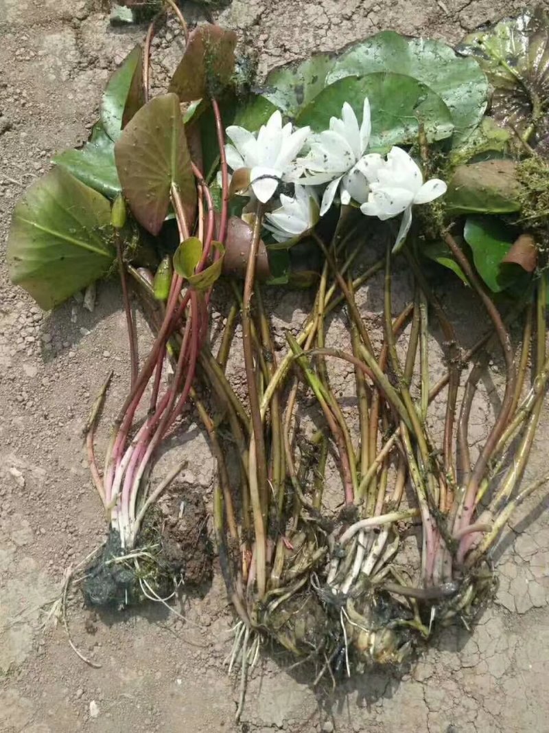 白洋淀水生植物荷花.芦苇.睡莲.香蒲.黄菖蒲等水生植物！