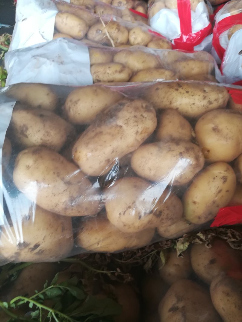 【精品】济宁新下大棚土豆，质优量大，价格合适