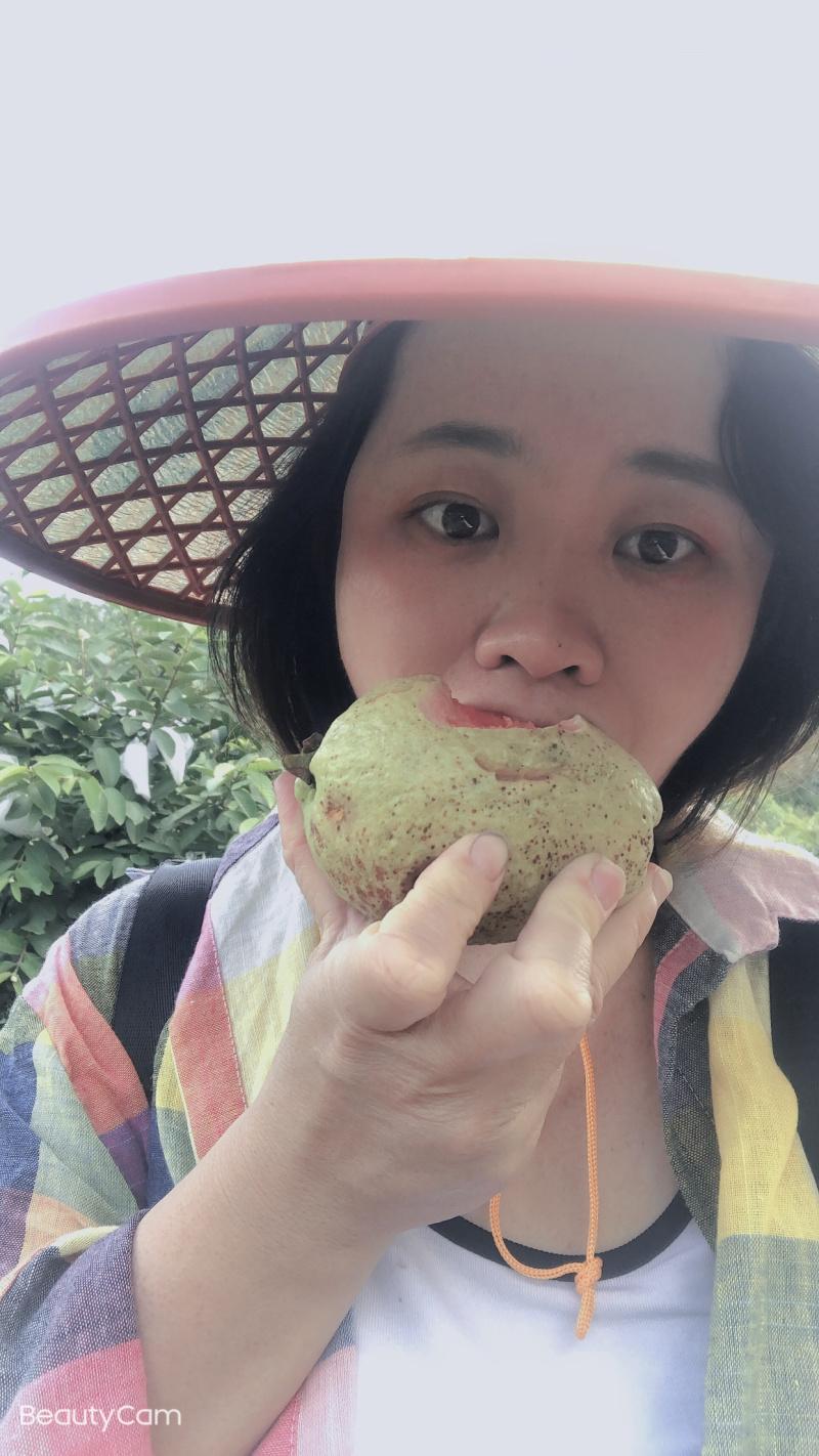 红肉番石榴