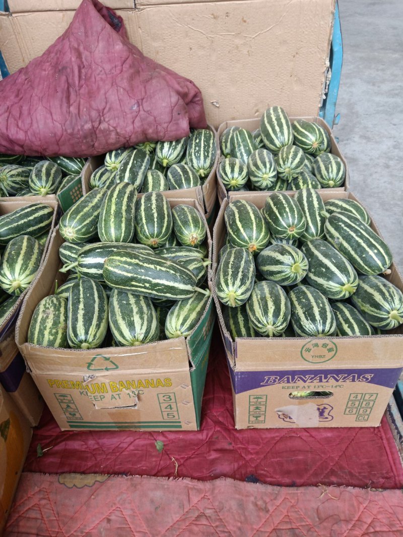 博洋61/博洋9德瑞特公司正宗博洋系列