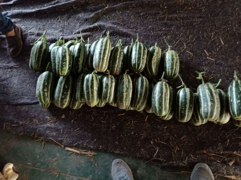 博洋61/博洋9德瑞特公司正宗博洋系列