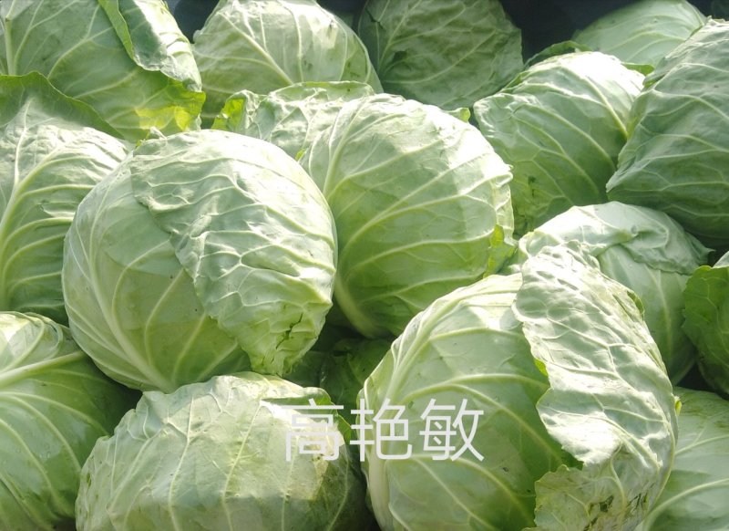 精品甘蓝中甘21/8398绿甘蓝包菜茴子白大量上市