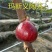 波姬红无花果树苗盆栽地载当年结果南北方阳台无花果苗果树苗