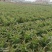 红叶莴笋大量上市支持视频看货当阳市同新果蔬种植专业合作社