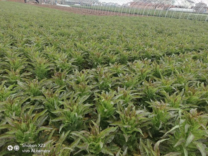 红叶莴笋大量上市支持视频看货当阳市同新果蔬种植专业合作社