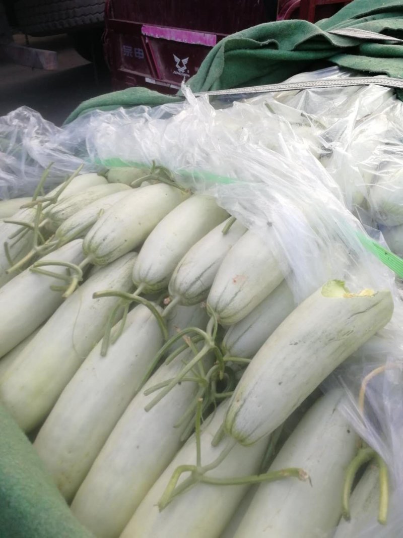 精品博洋六一甜瓜，诚信瓜果蔬菜供应链，欢迎全国各地老板前