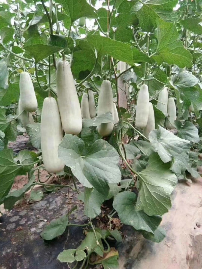 精品博洋六一甜瓜，诚信瓜果蔬菜供应链，欢迎全国各地老板前