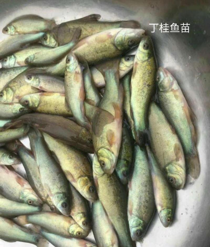 丁桂鱼苗/保成活率，自贡品质高产鱼苗养殖基地