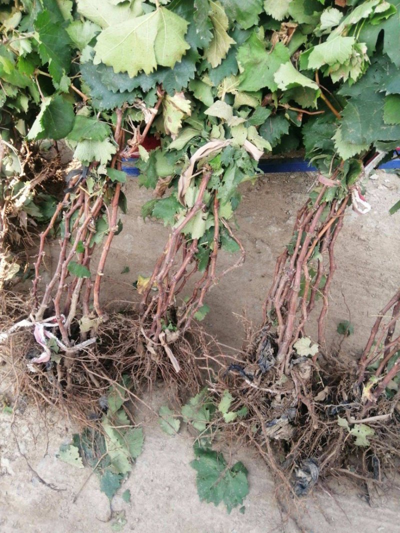 【六年苗买一送一】醉金香葡萄树苗新品种南北方种植盆栽果树