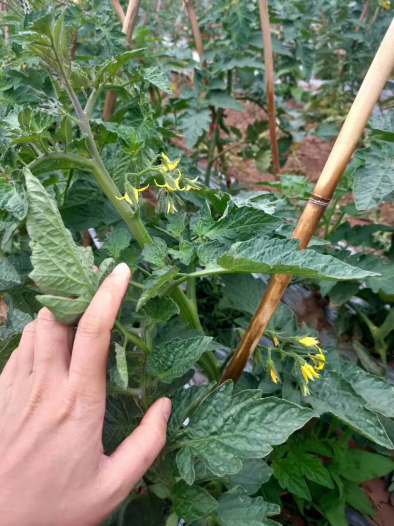西红柿苗，进口品种，高抗病，大果型，四叶一心，厂家常年直供包