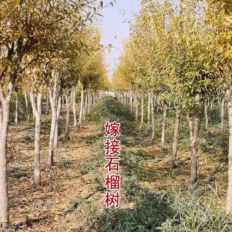 嫁接突尼斯软籽石榴优质嫁接苗，包品种