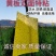 双面粘虫板黄蓝一体可降解螺纹黄板黑色黏虫板灭虫板粘蝇板诱