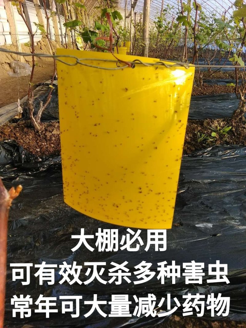 双面粘虫板黄蓝一体可降解螺纹黄板黑色黏虫板灭虫板粘蝇板诱