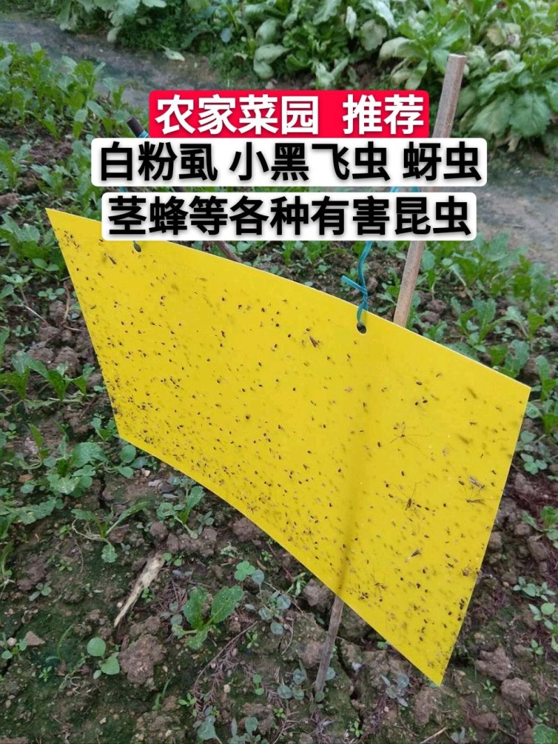 双面粘虫板黄蓝一体可降解螺纹黄板黑色黏虫板灭虫板粘蝇板诱