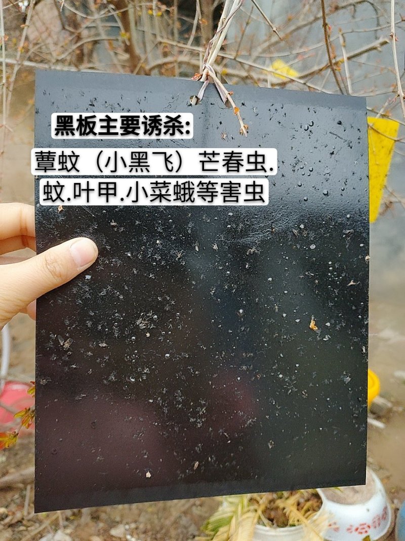双面粘虫板黄蓝一体可降解螺纹黄板黑色黏虫板灭虫板粘蝇板诱