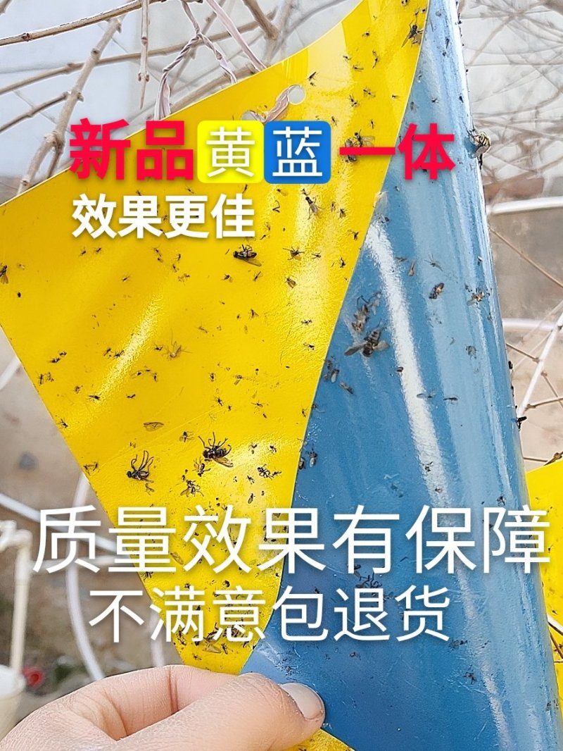 双面粘虫板黄蓝一体可降解螺纹黄板黑色黏虫板灭虫板粘蝇板诱