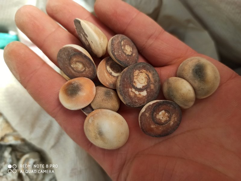 海螺石专业中药批发品质保证