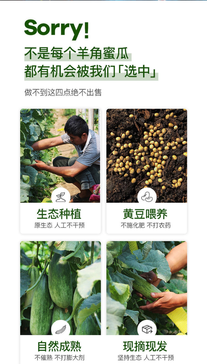 【羊角蜜】山东羊角蜜甜瓜，新鲜头茬瓜，接待各大电商，市场