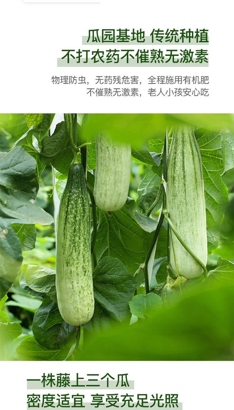 【羊角蜜】山东羊角蜜甜瓜，新鲜头茬瓜，接待各大电商，市场