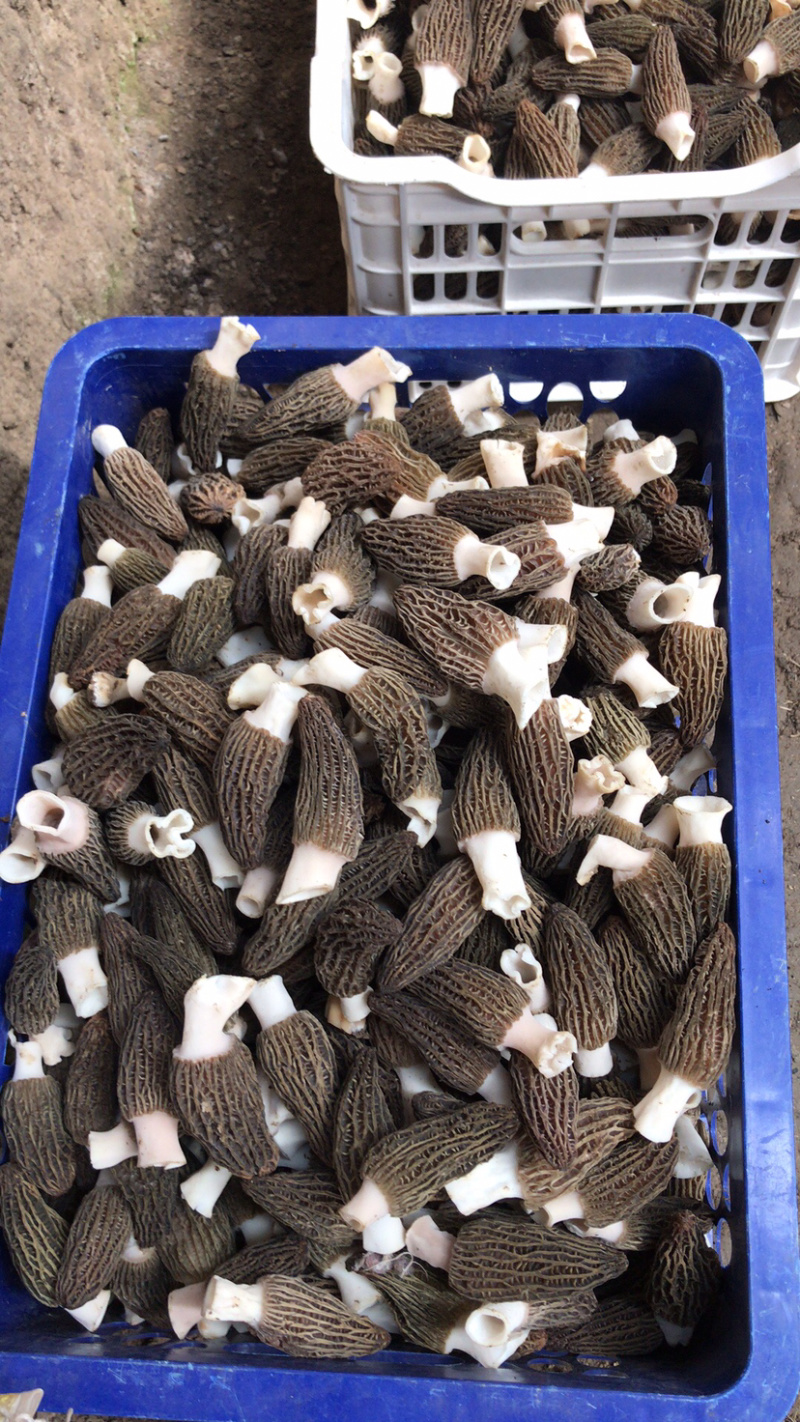 羊肚菌