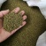 吴萸/茶辣/漆辣子/中花吴茱萸/广西吴茱萸/吴茱萸干/