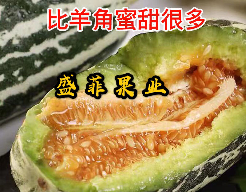 【博洋甜瓜】山东寿光博洋甜瓜，山东甜瓜新鲜头茬，诚信代办