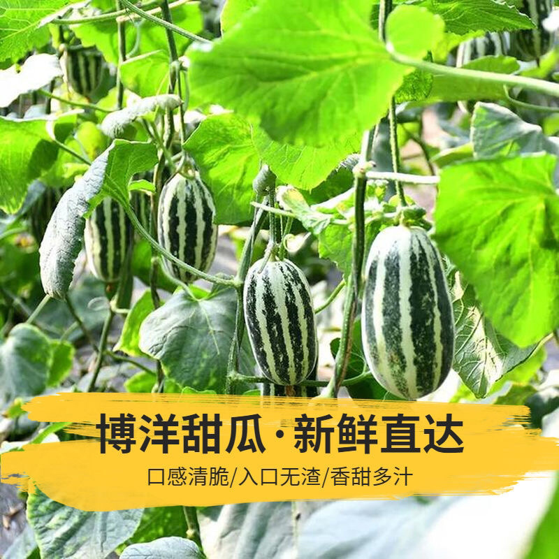 【博洋甜瓜】山东寿光博洋甜瓜，山东甜瓜新鲜头茬，诚信代办