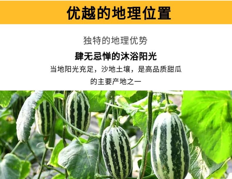 【博洋甜瓜】山东寿光博洋甜瓜，山东甜瓜新鲜头茬，诚信代办