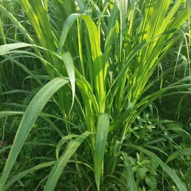 台湾甜象草种子多年生四季高产牧草种子发芽率98%可货到付