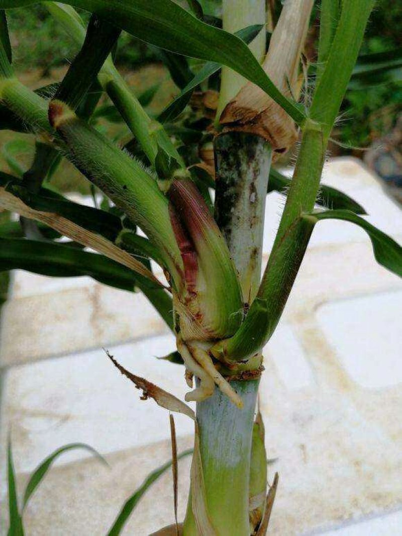 台湾甜象草种子多年生四季高产牧草种子发芽率98%可货到付