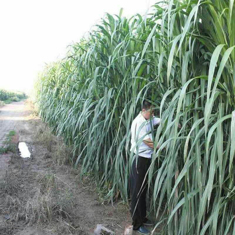 台湾甜象草种子多年生四季高产牧草种子发芽率98%可货到付