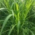 台湾甜象草种子多年生四季高产牧草种子发芽率98%可货到付
