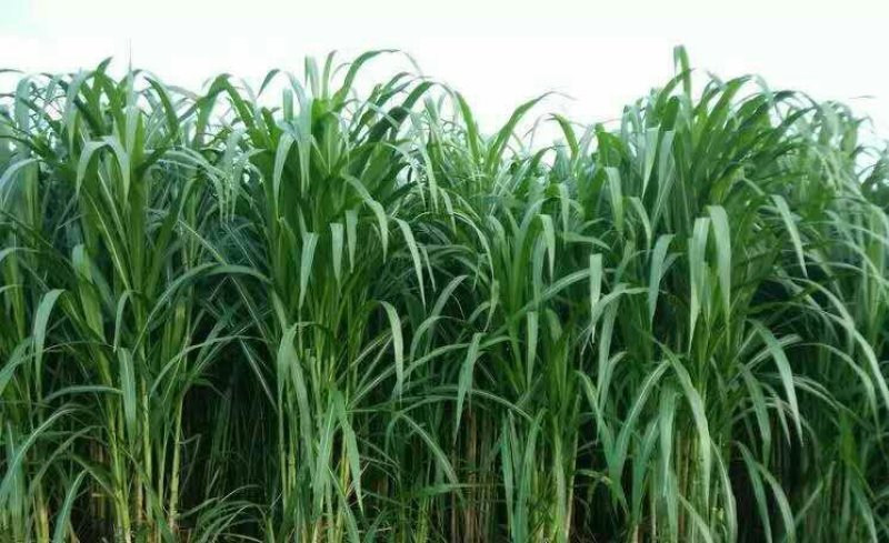 台湾甜象草种子多年生四季高产牧草种子发芽率98%可货到付