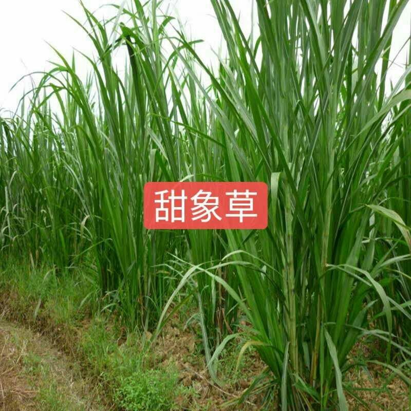台湾甜象草种子多年生四季高产牧草种子发芽率98%可货到付