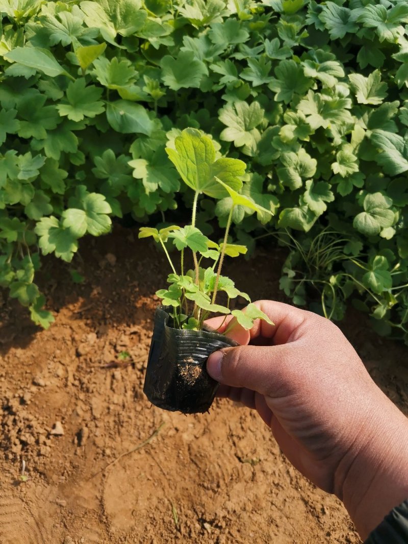 飞燕草大花飞燕草死苗补发量大可优惠