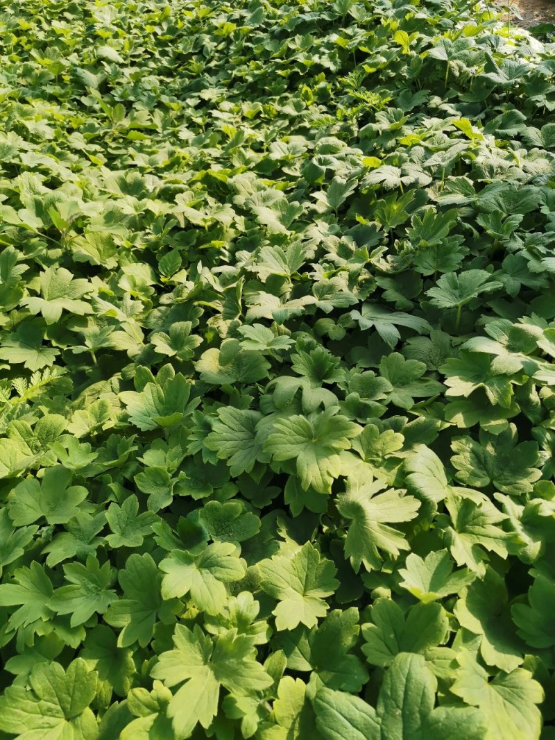 飞燕草大花飞燕草死苗补发量大可优惠