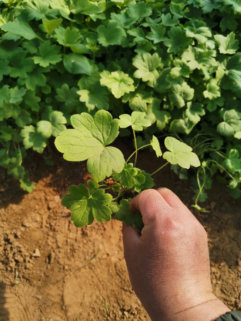 飞燕草大花飞燕草死苗补发量大可优惠