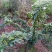 藤椒苗，无刺嫁接苗，花椒苗，自产自销无中间商