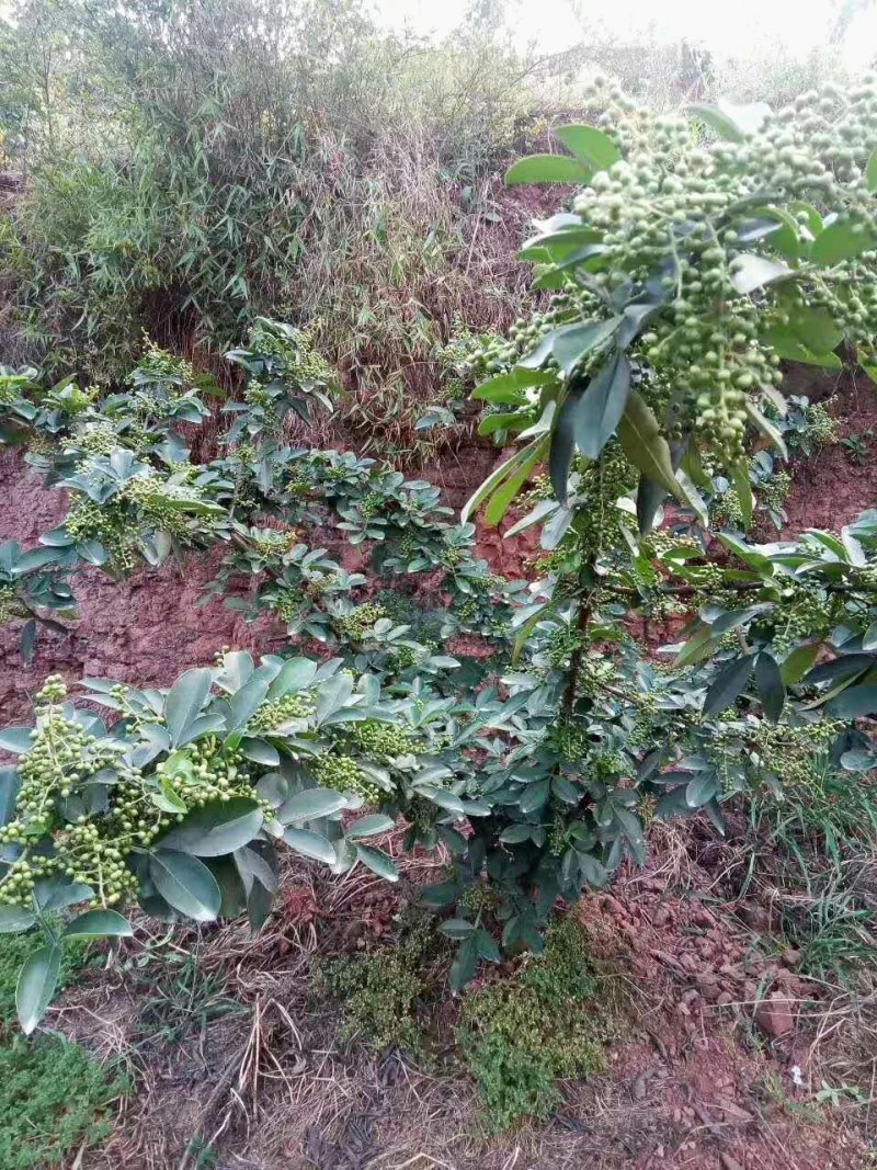 藤椒苗，无刺嫁接苗，花椒苗，自产自销无中间商