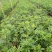 藤椒苗，无刺嫁接苗，花椒苗，自产自销无中间商