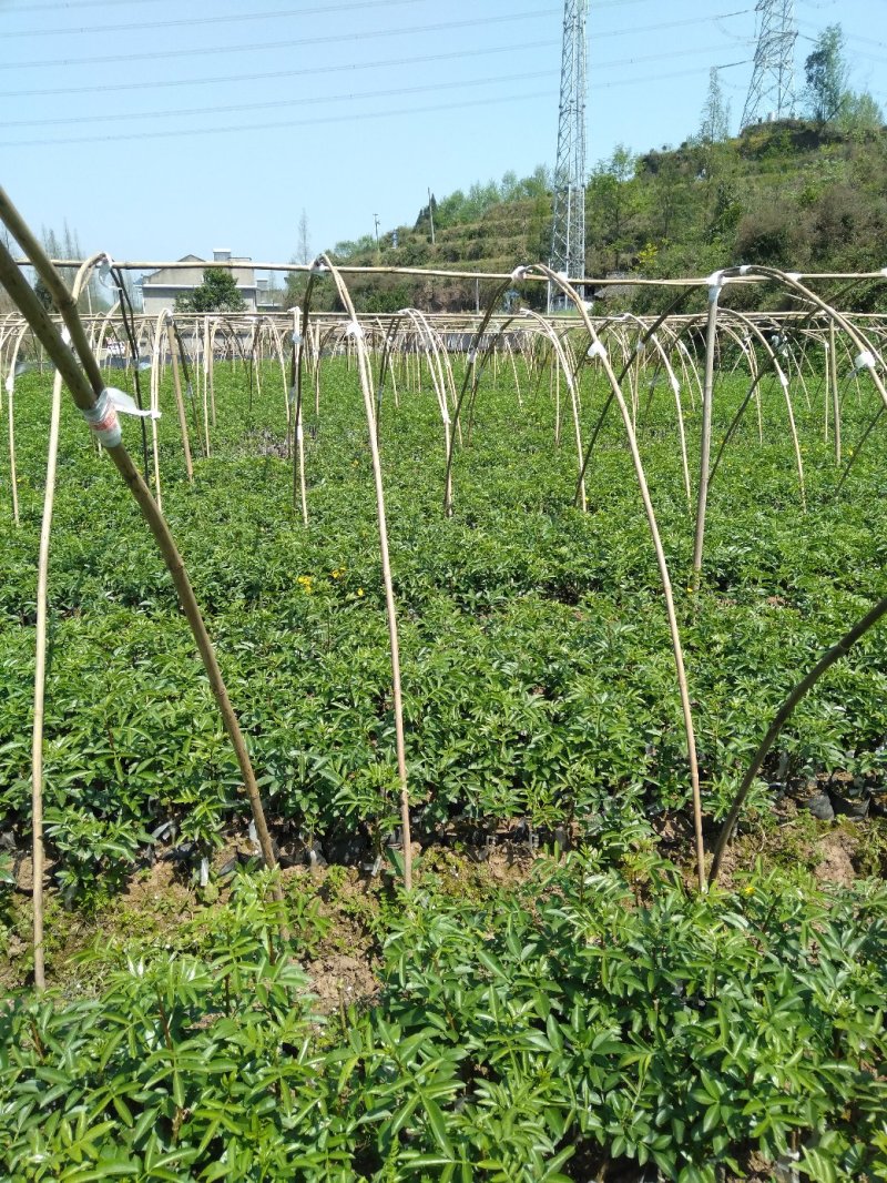 藤椒苗，无刺嫁接苗，花椒苗，自产自销无中间商