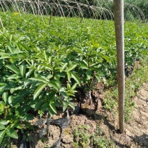 藤椒苗，无刺嫁接苗，花椒苗，自产自销无中间商