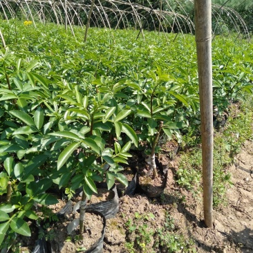 藤椒苗，无刺嫁接苗，花椒苗，自产自销无中间商
